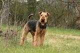 AIREDALE TERRIER 367